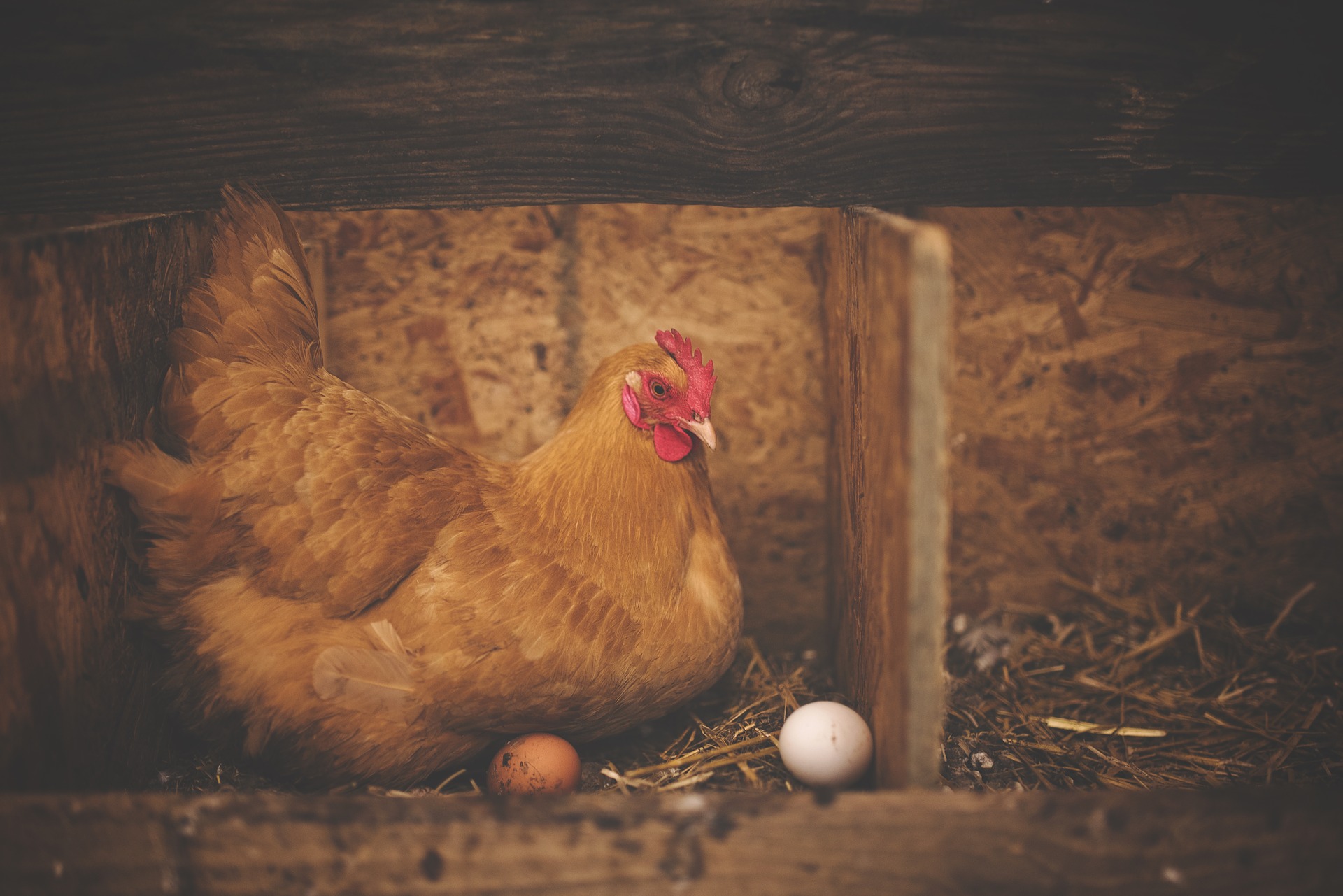 Infrarotheizung im Hühnerstall