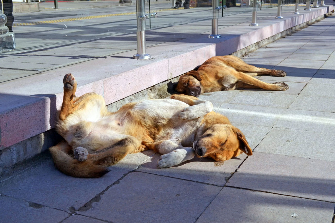 Hunde in der Sonne