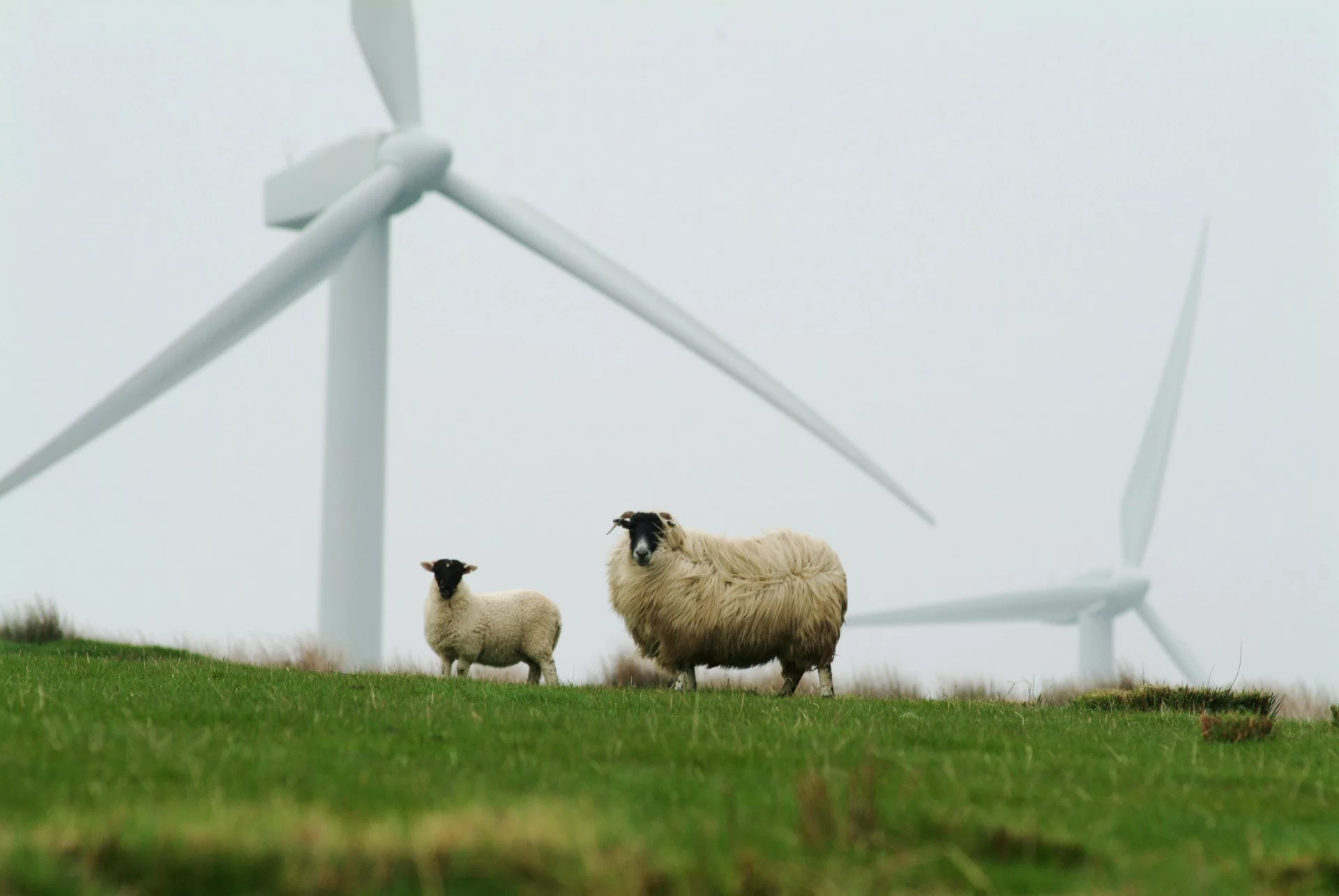 Schafe auf einer Wiese im Wind